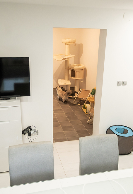 Animal Resort cat house