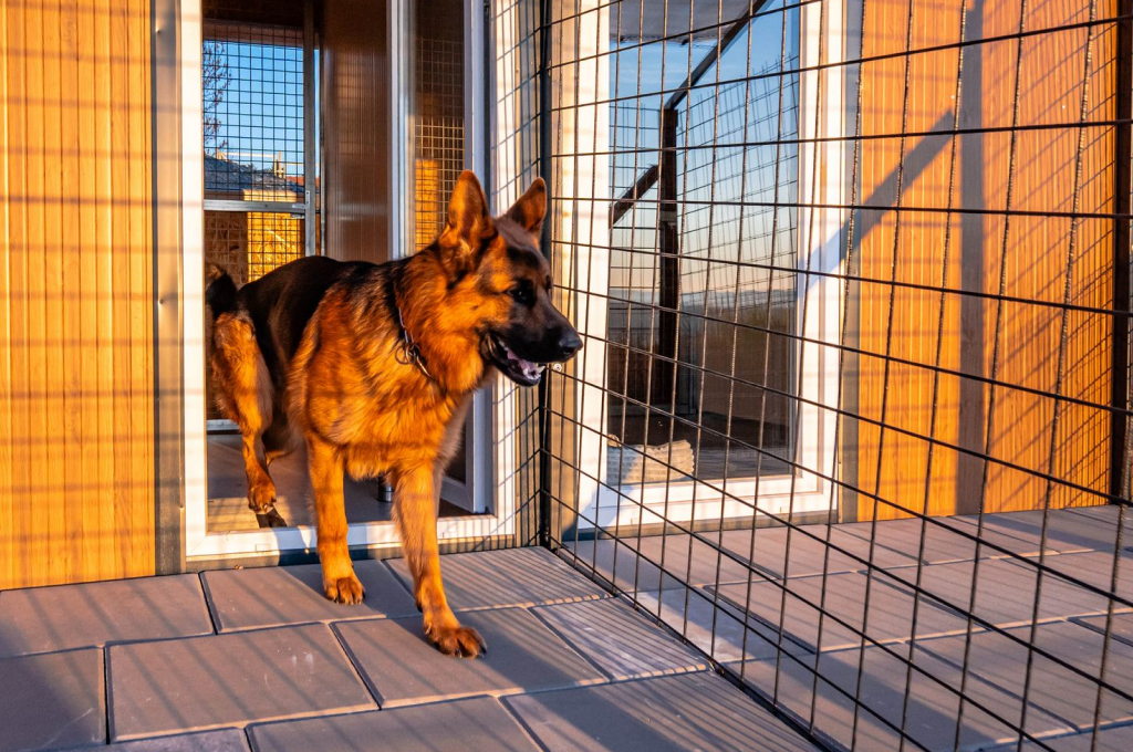 Cat at Animal Resort