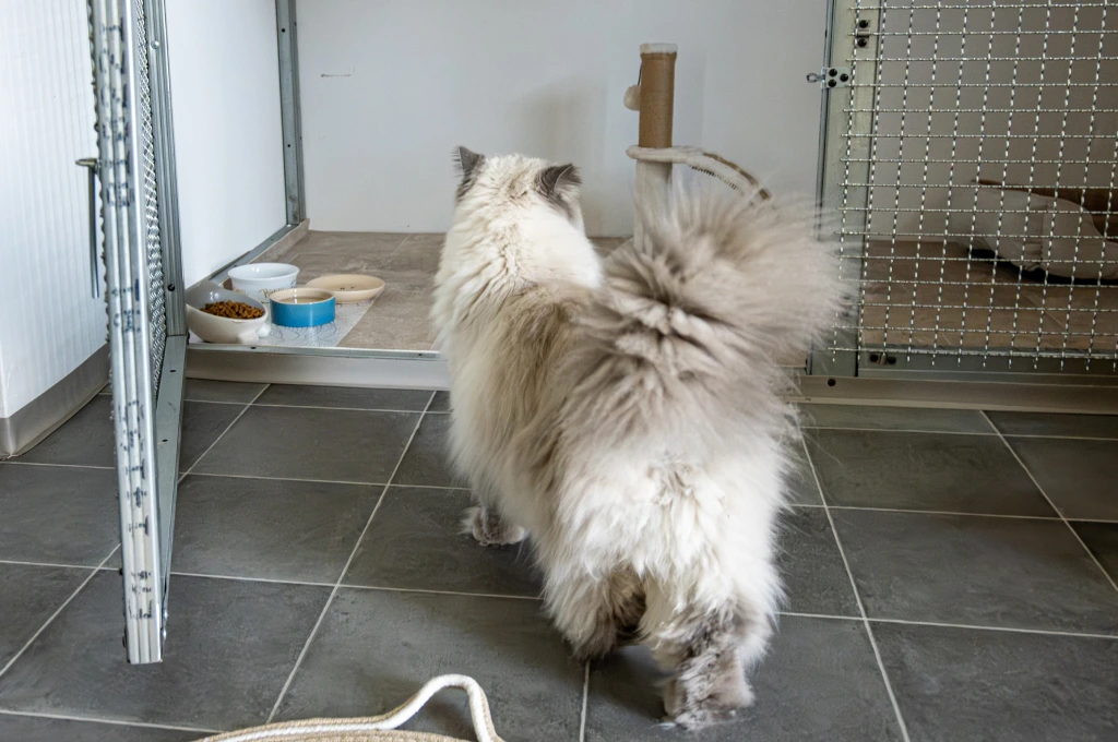 Cat at Animal Resort