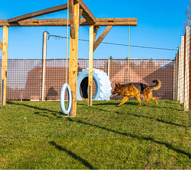 Dog at animal resort