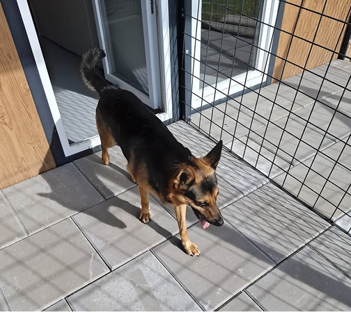 Dog at animal resort