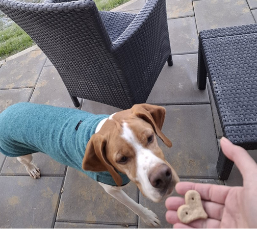 Dog at animal resort