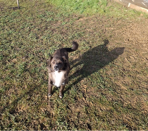 Dog at animal resort