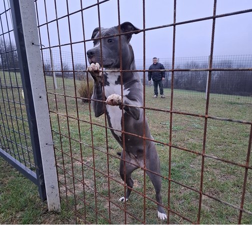 Dog at animal resort