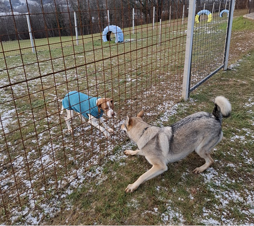 Dog at animal resort