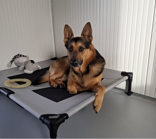 Dog at animal resort