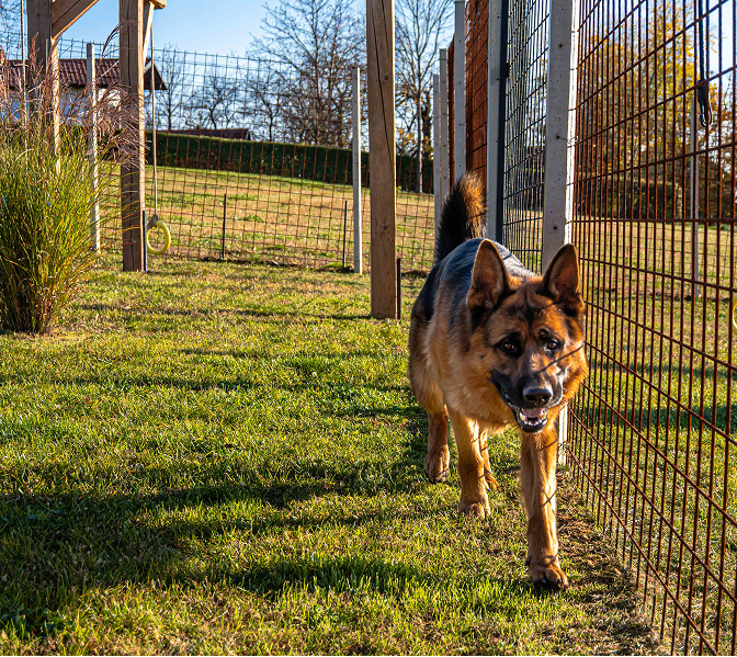 Dog at animal resort