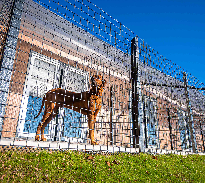 Dog at animal resort