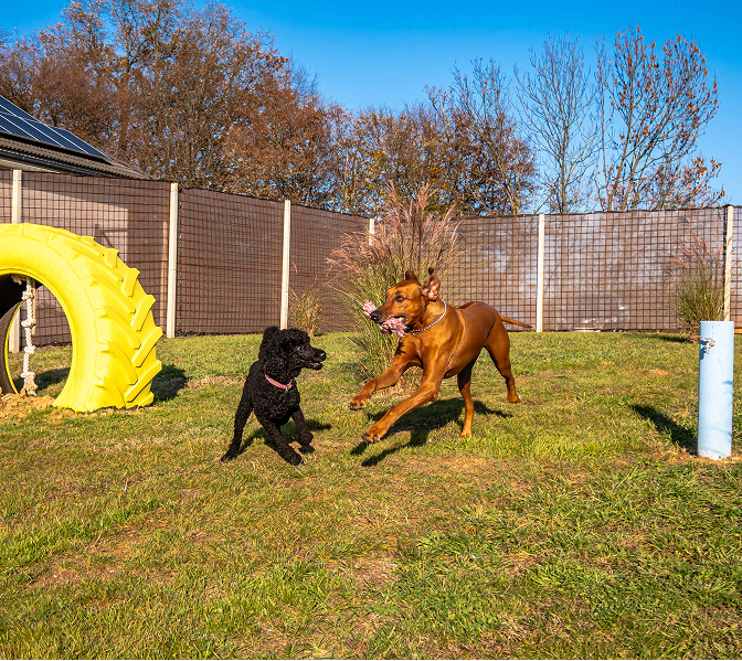 Dog at animal resort