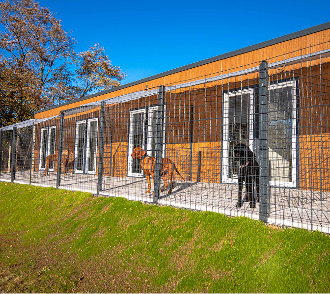 Dog at animal resort