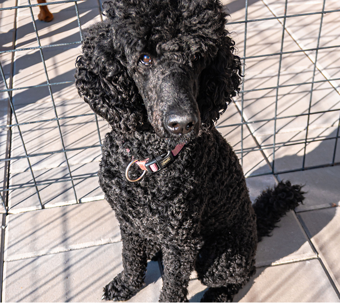 Dog at animal resort