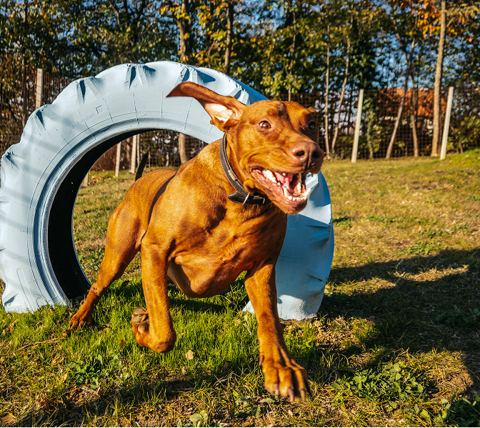 Dog at animal resort