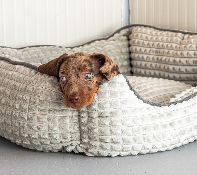 Dog at animal resort